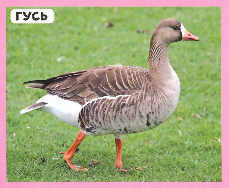 РАЗУМНЫЕ КАРТОЧКИ. ДОМАШНИЕ ЖИВОТНЫЕ