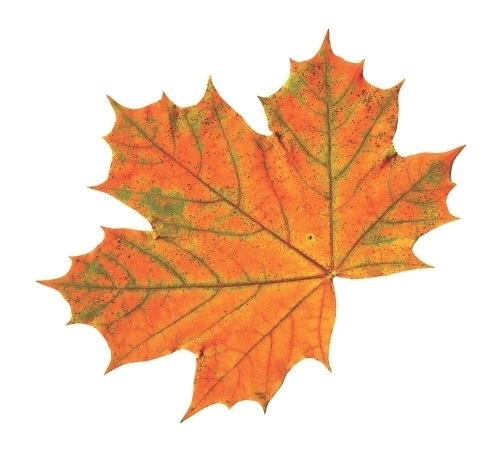 Элемент Осенний лист (100*100)