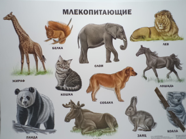 Плакат. Млекопитающие