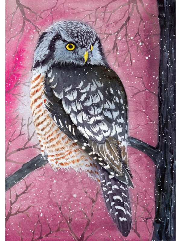 Холст с красками 17х22 см по номерам (в коробке) (13цв.) Ястребиная сова (Арт. Х-3875)