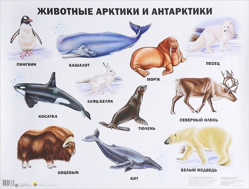 Плакат. Животные Арктики и Антарктики
